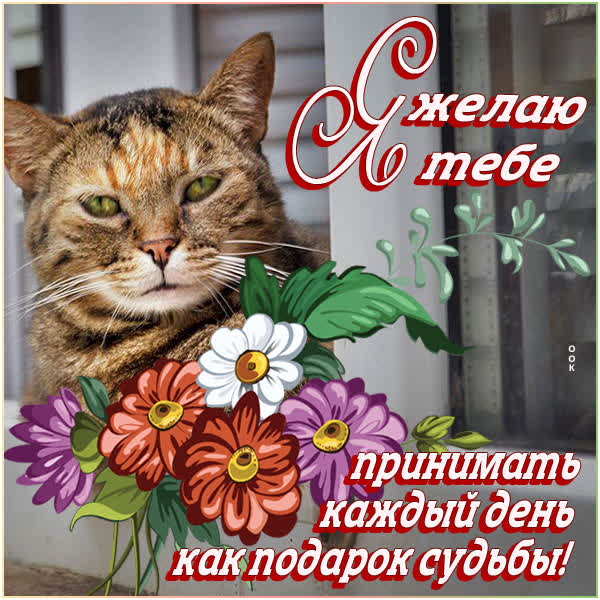 Postcard чудесная картинка желаю принимать каждый день как подарок судьбы