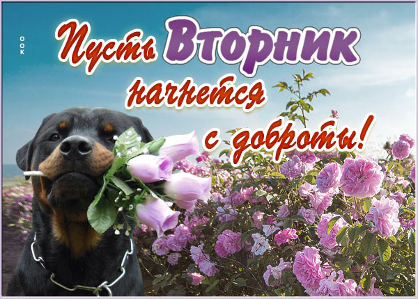 Картинка картинка чудесного вторника с цветами