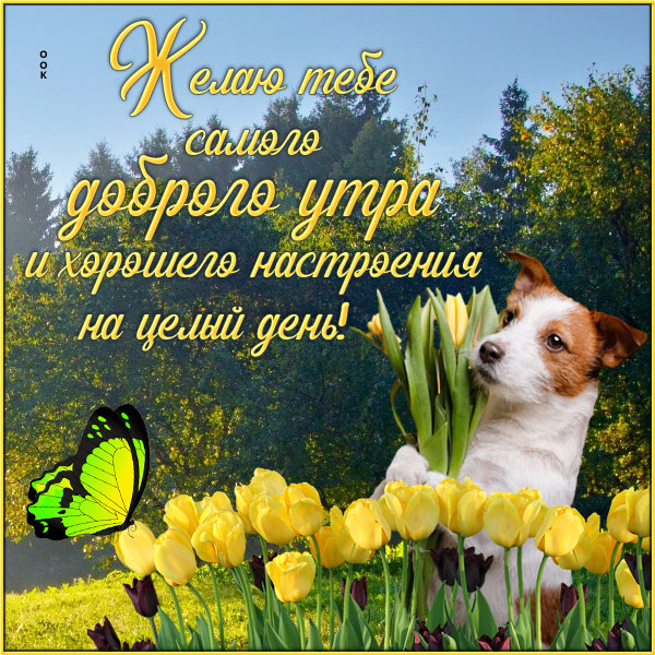 Картинка картинка доброе утро с тюльпанами