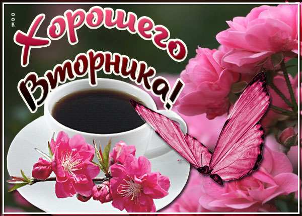 Открытка картинка хорошего вторника с бабочкой