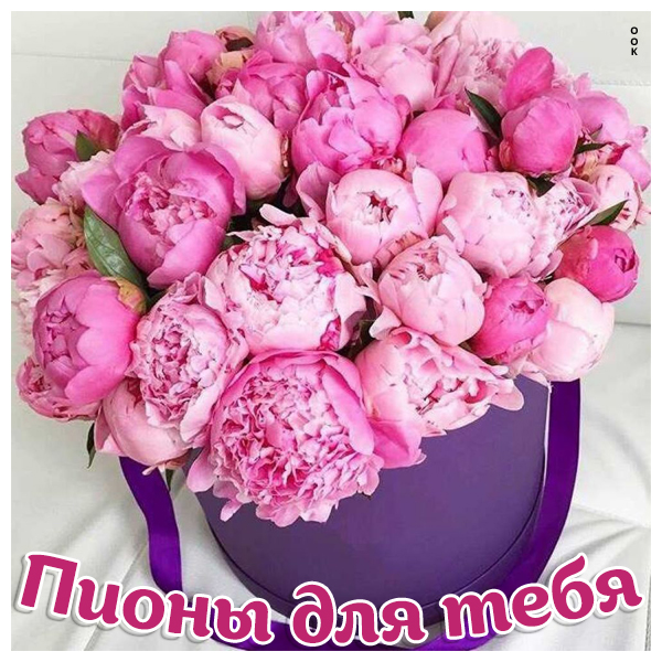 Картинка картинка прекрасные пионы
