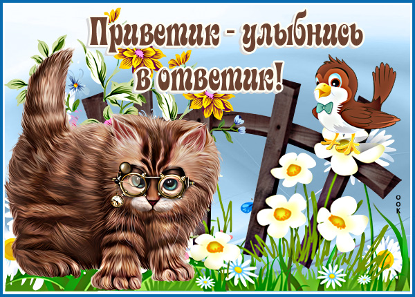 Открытка картинка привет с котом