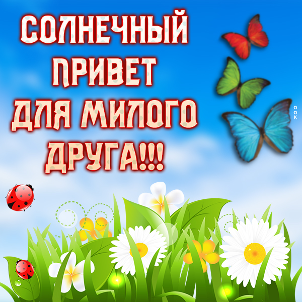 Открытка картинка привет с ромашками