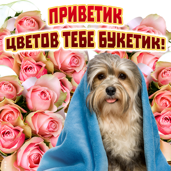 Открытка картинка привет с собачкой