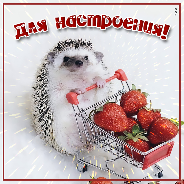 Картинка картинка с ёжиком для настроения