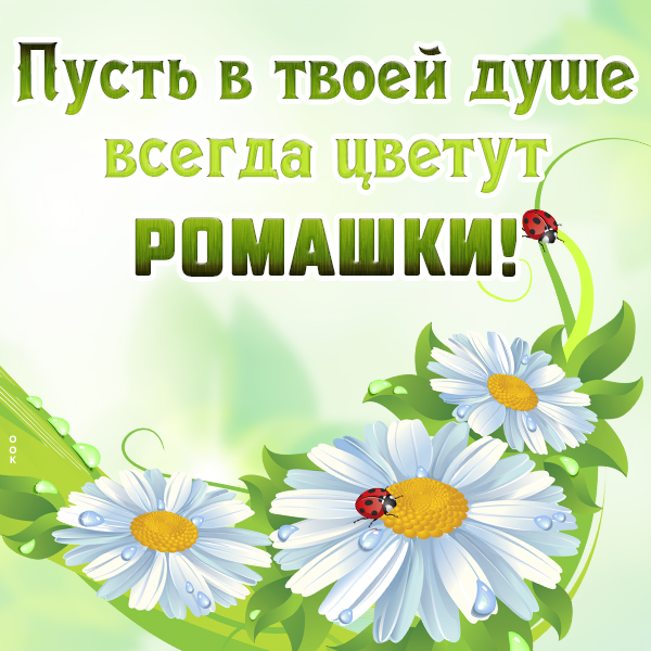 Картинка картинка с пожеланиями с ромашками