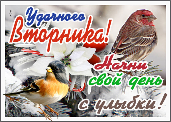 Открытка картинка с зимним вторником