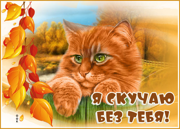 Картинка картинка скучаю с кошкой
