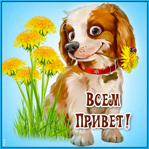 Postcard милая картинка привет с песиком