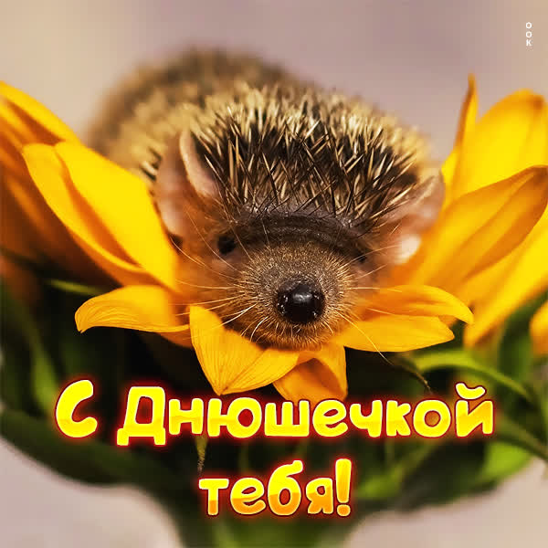 Postcard милая картинка с днюшечкой тебя