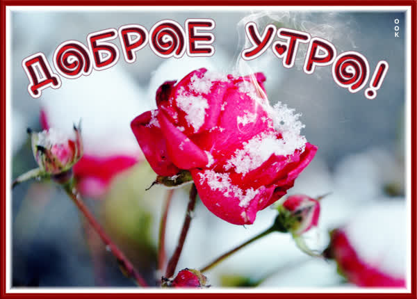 Postcard очаровательная картинка доброе утро