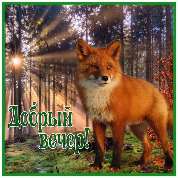 Postcard открытка добрый вечер с лисой