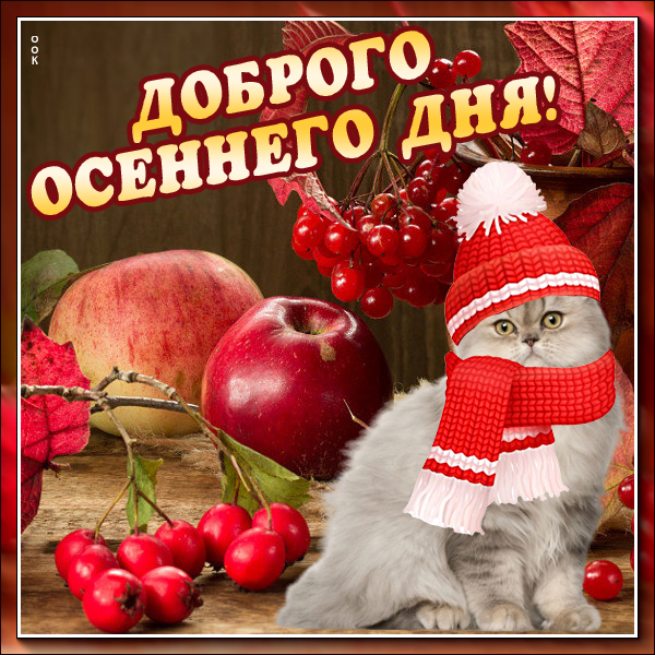 Открытка открытка добрый день с котиком