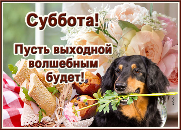 Открытка открытка с субботой с песиком