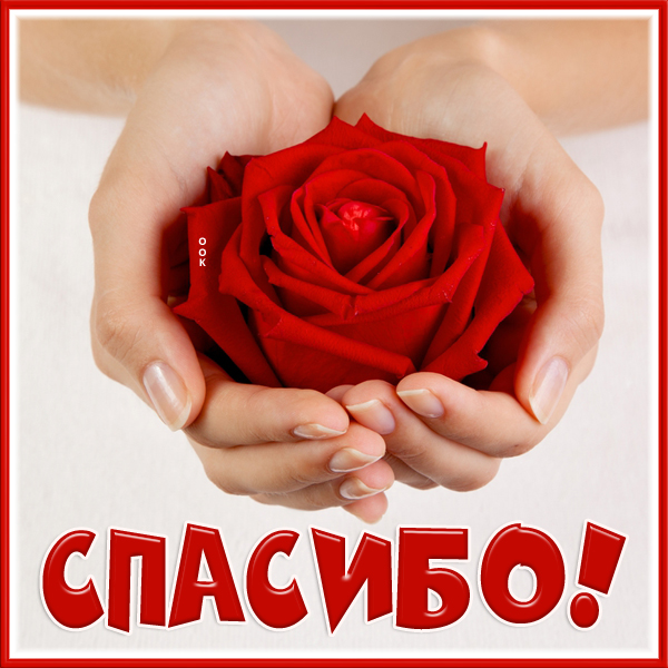 Открытка открытка спасибо с розой