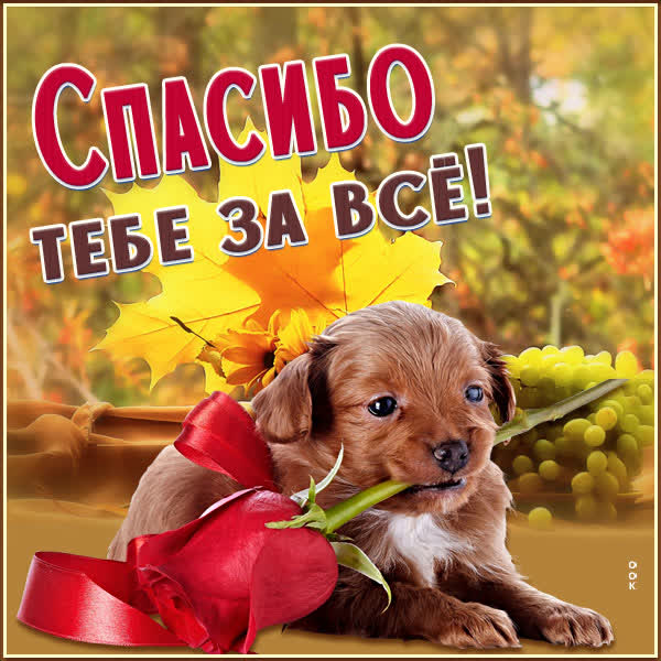 Postcard открытка спасибо с собакой