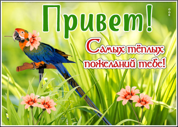 Картинка открытка теплый привет
