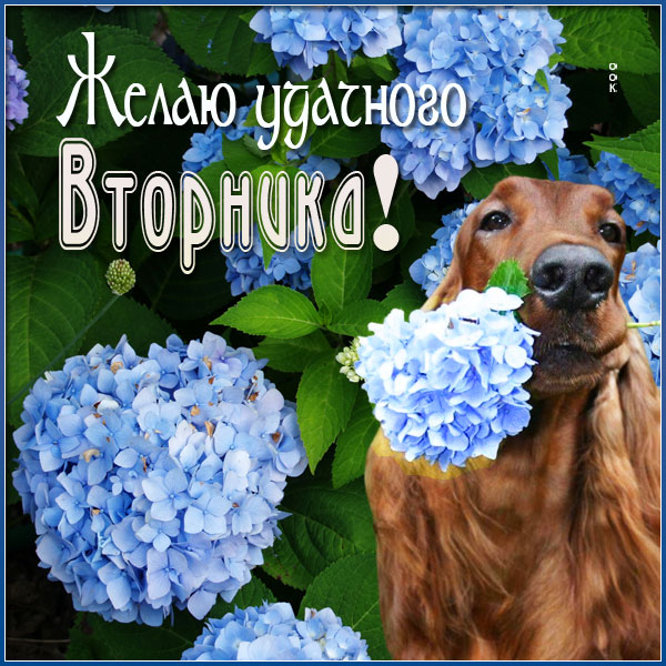 Открытка отличная картинка с вторником