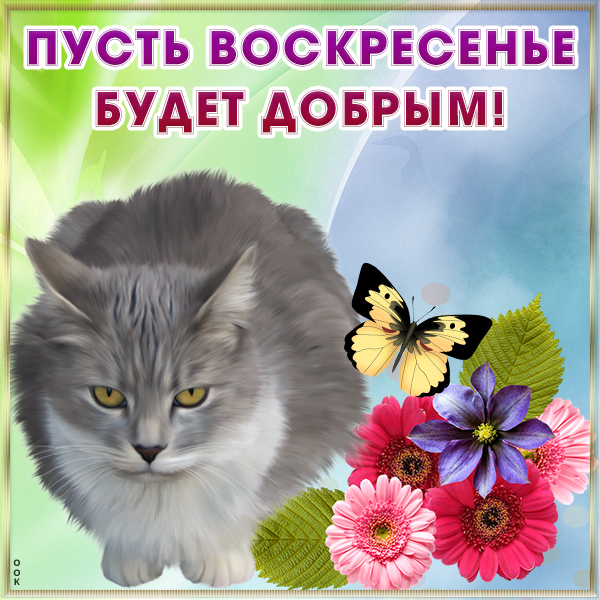 Открытка прикольная картинка с воскресеньем