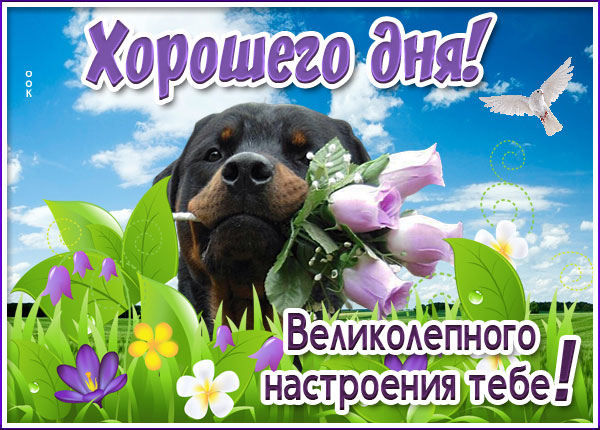 Картинка приятная открытка хорошего дня