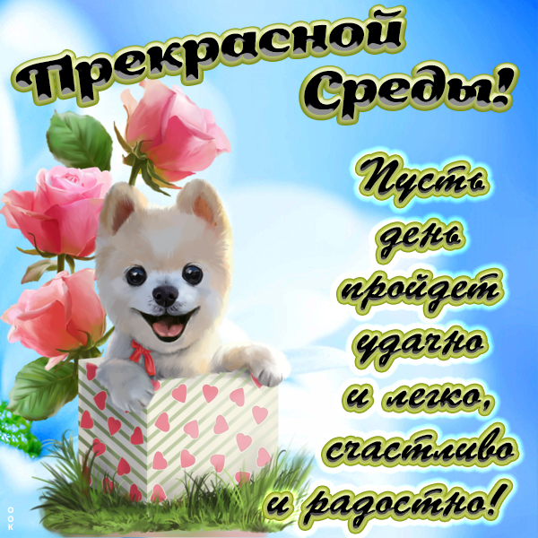 Картинка смешная картинка со средой