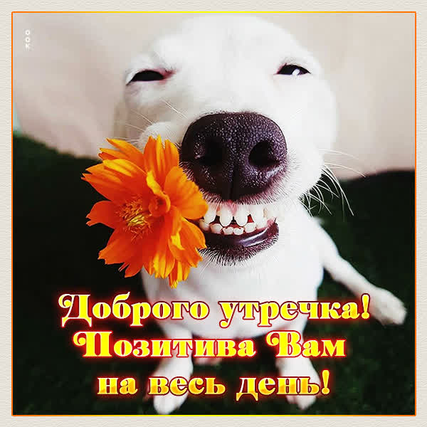 Picture смешная картинка доброго утречка