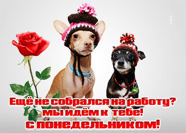 Postcard смешная картинка мы идем к тебе