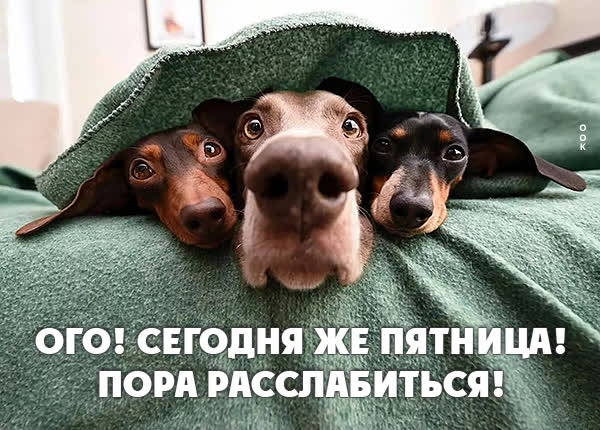 Picture смешная картинка ого сегодня пятница