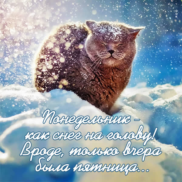 Picture смешная картинка понедельник как снег на голове