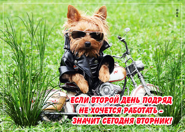 Postcard смешная открытка вторник с собакой