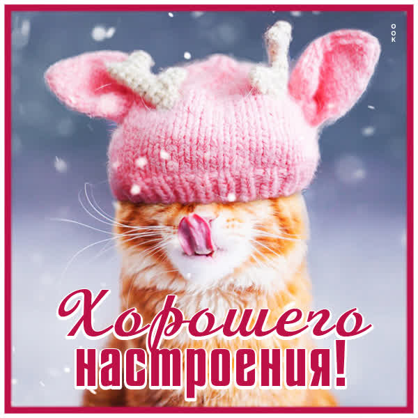 Picture смешная открытка хорошего настроения с котиком
