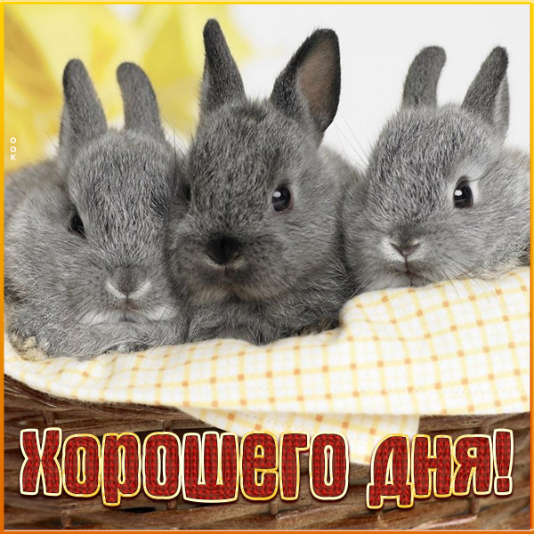 Открытка супер картинка хорошего дня