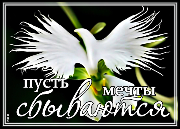Картинка цветы для самой прекрасной