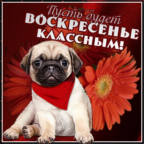 Картинка веселая открытка воскресенье