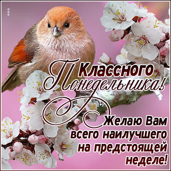 Picture яркая открытка классного понедельника