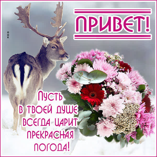 Postcard забавная открытка привет