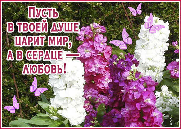 Postcard загадочная картинка пусть в твоей душе царит мир