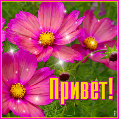 Postcard чудесная картинка привет