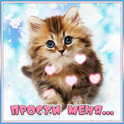 Postcard чудесная картинка прости меня с котенком