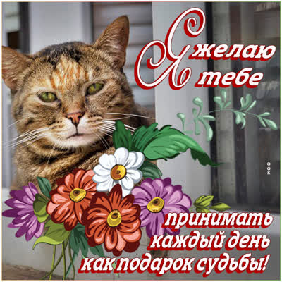 Postcard чудесная картинка желаю принимать каждый день как подарок судьбы