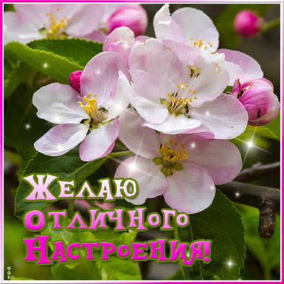 Picture чудесная открытка желаю отличного настроения