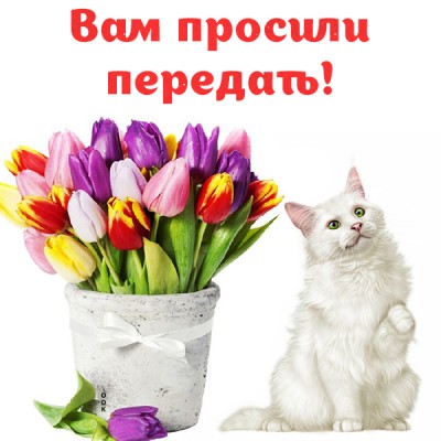 Открытка для тебя, тюльпаны нежные от меня