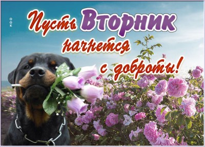 Картинка картинка чудесного вторника с цветами