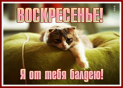 Postcard картинка чудесного воскресенья с котиком