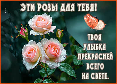 Postcard картинка цветочный привет с теплом и заботой