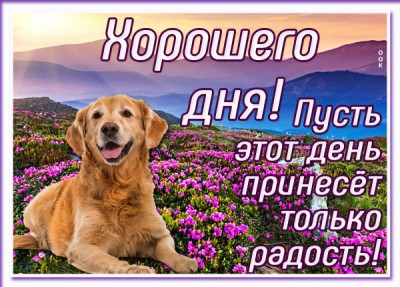 Картинка картинка доброе утро и хорошего дня