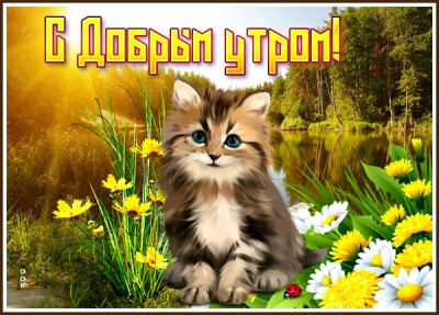 Картинка картинка доброе утро прекрасного дня