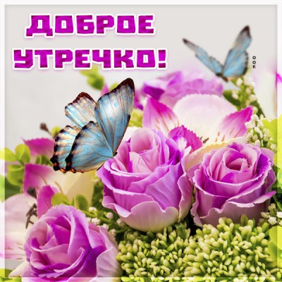 Картинка картинка доброе утро с бабочкой