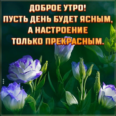 Открытка картинка доброе утро с красивыми пожеланиями