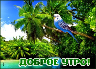 Открытка картинка доброе утро с природой